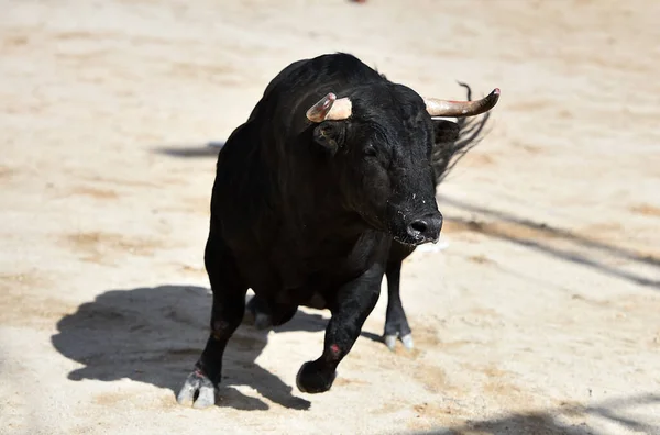 Spaanse Stier Met Grote Hoorns Het Spektakel Van Stierenvechten Spanje — Stockfoto