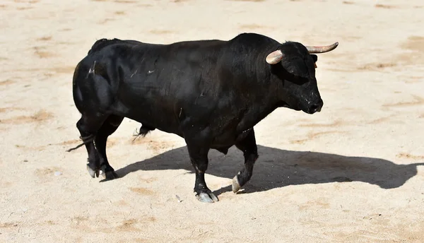 Taureau Espagnol Avec Grandes Cornes Sur Spectacle Corrida Espagne — Photo