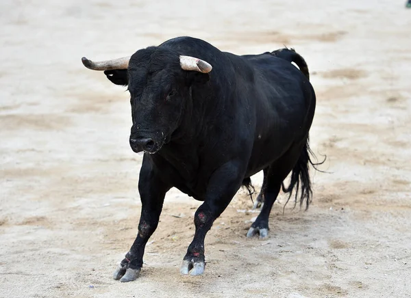 Spanska Tjur Med Stora Horn Spektaklet Tjurfäktning Spanien — Stockfoto