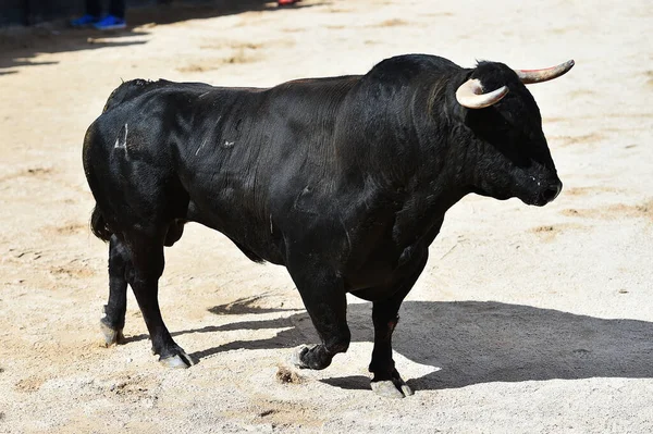 Spanish Bull Big Horns Spectacle Bullfight Spain — Stock Photo, Image