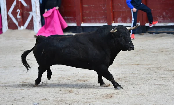 Toro Español Con Cuernos Grandes Espectáculo Corridas Toros España — Foto de Stock