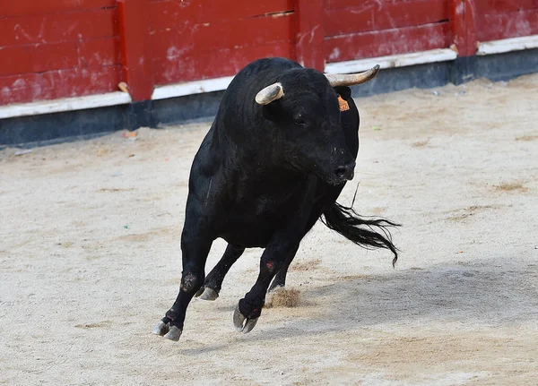 Toro Español Con Cuernos Grandes Espectáculo Corridas Toros España — Foto de Stock