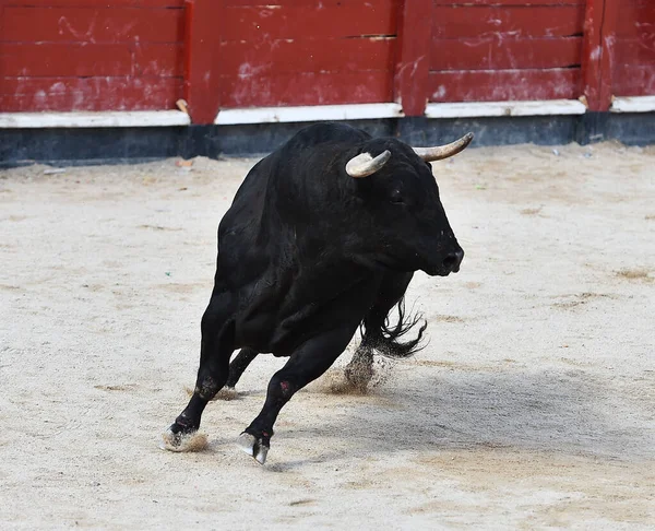 Taureau Espagnol Avec Grandes Cornes Sur Spectacle Corrida Espagne — Photo