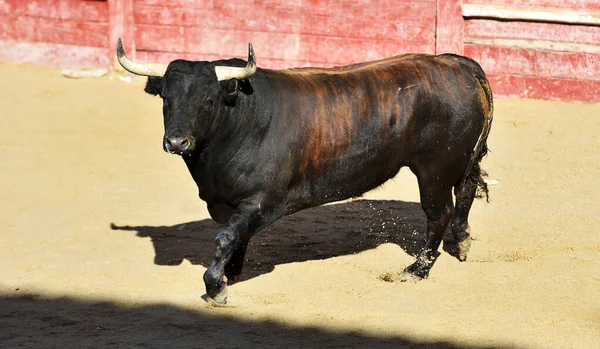 Touro Espanhol Com Grandes Chifres Espetáculo Tradicional Tourada — Fotografia de Stock