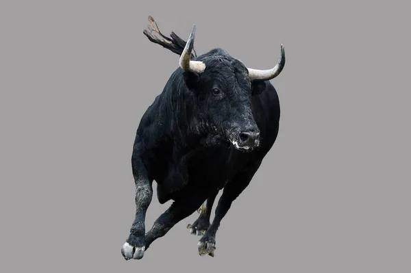 在传统斗牛场面上长着大喇叭的西班牙公牛 — 图库照片