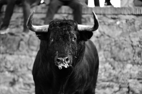 Spanischer Stier Mit Großen Hörnern Beim Traditionellen Stierkampf Spektakel — Stockfoto