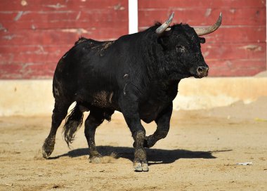 İspanya 'da boynuzlu bir boğa dövüşü.