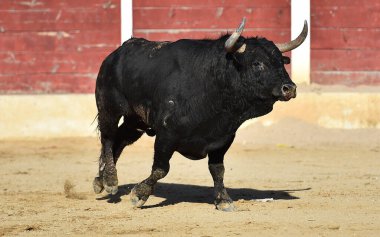 İspanya 'da boynuzlu bir boğa dövüşü.