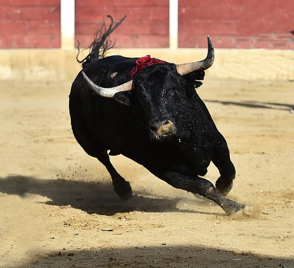 Touro Lutando Com Grandes Chifres Espanha — Fotografia de Stock