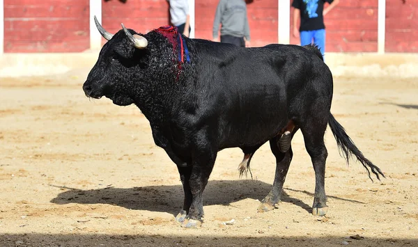 用尖角在西班牙上与公牛搏斗 — 图库照片