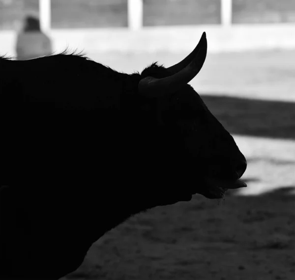 Combattere Toro Con Grandi Corna Sulla Spagna — Foto Stock