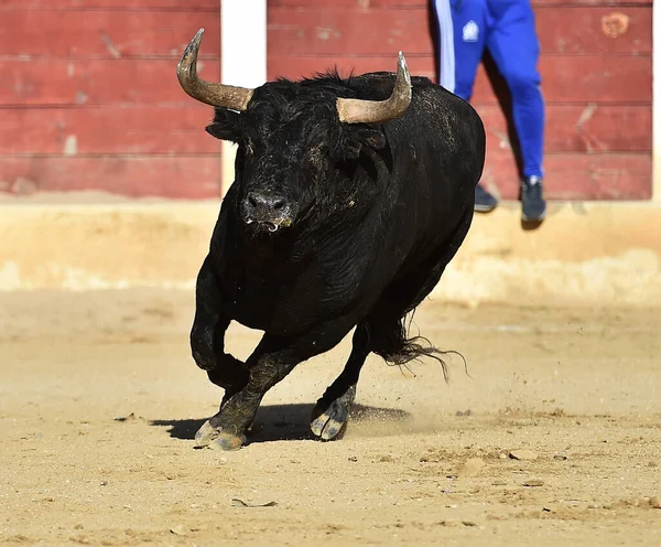 Touro Lutando Com Grandes Chifres Espanha — Fotografia de Stock