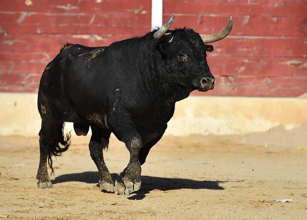 Slåss Tjur Med Stora Horn Spanien — Stockfoto