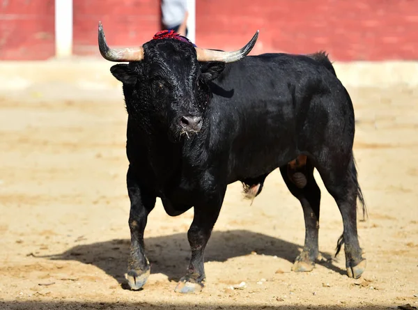 Vechtstier Met Grote Hoorns Spanje — Stockfoto