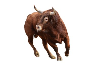 İspanya 'da boynuzlu bir boğa dövüşü.