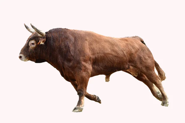 Toro Combate Con Cuernos Grandes España — Foto de Stock