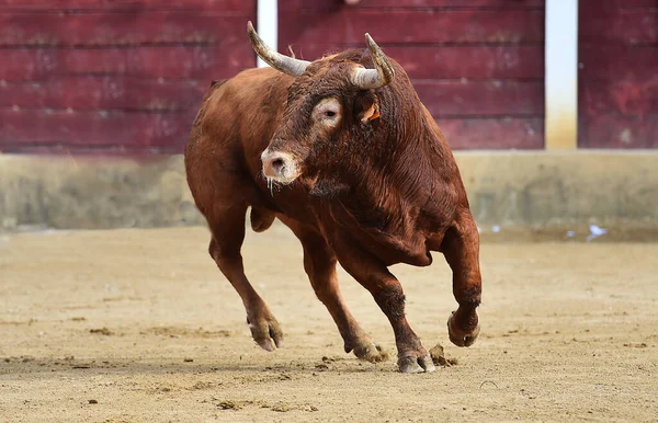 Vechtstier Met Grote Hoorns Spanje — Stockfoto