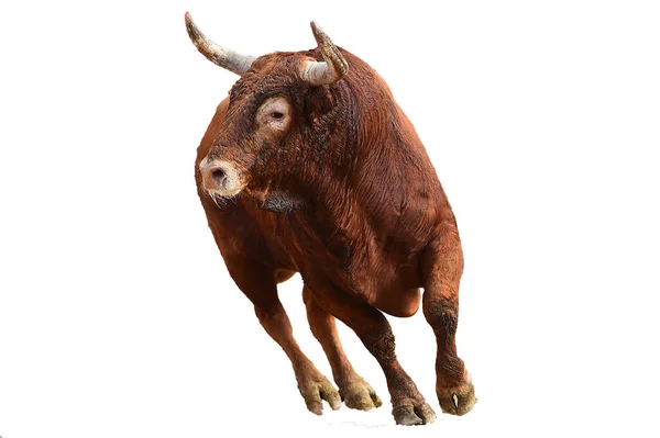 Toro Combate Con Cuernos Grandes España — Foto de Stock