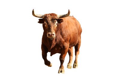 Geleneksel boğa güreşi gösterisinde boynuzlu bir boğa dövüşü.