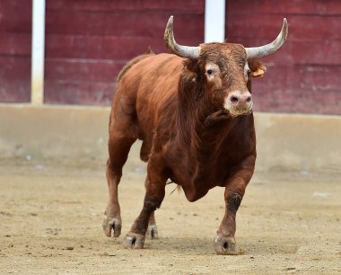 Geleneksel boğa güreşi gösterisinde boynuzlu bir boğa dövüşü.