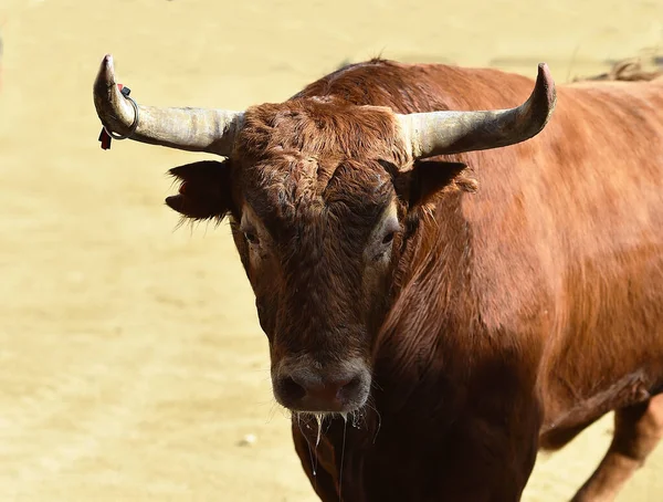 Toro Combate Con Cuernos Grandes Tradicional Espectáculo Corridas Toros — Foto de Stock