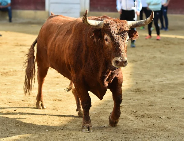 Toro Combate Con Cuernos Grandes Tradicional Espectáculo Corridas Toros —  Fotos de Stock