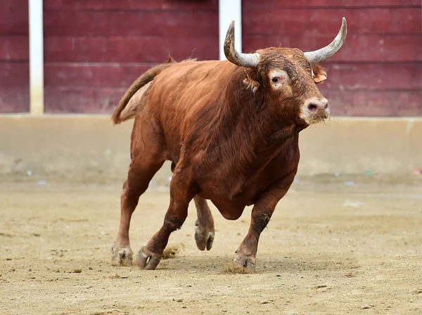 Combattere Toro Con Grandi Corna Nel Tradizionale Spettacolo Della Corrida — Foto Stock