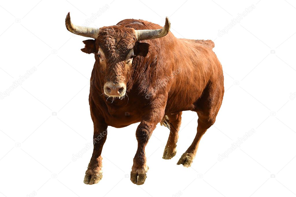 fighting bull with big horns in the traditional spectacle of bullfight