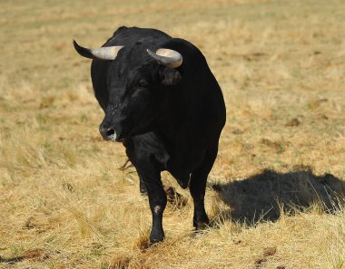 İspanya 'da boynuzlu bir boğa dövüşü