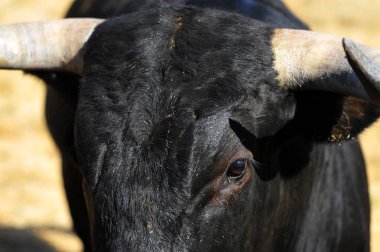 İspanya 'da boynuzlu bir boğa dövüşü