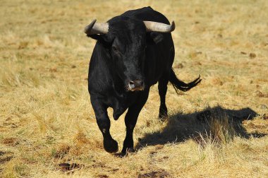 İspanya 'da boynuzlu bir boğa dövüşü