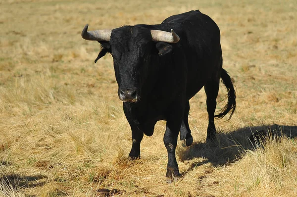 Taureau Combat Avec Cornes Bouleau Sur Espagne — Photo