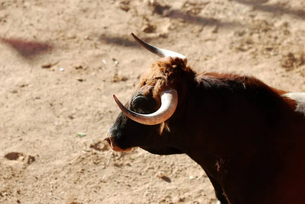 Toro Combate Con Cuernos Abedul España — Foto de Stock