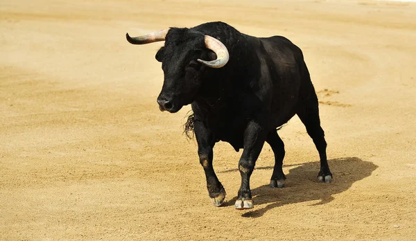 Taureau Combat Avec Cornes Bouleau Sur Espagne — Photo