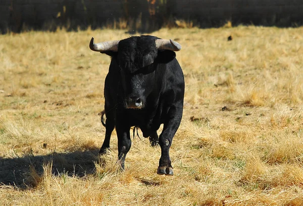 Taureau Combat Avec Cornes Bouleau Sur Espagne — Photo