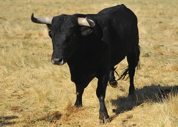 Taureau Combat Avec Cornes Bouleau Sur Espagne — Photo