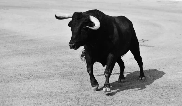 Taureau Combat Avec Cornes Bouleau Sur Espagne — Photo