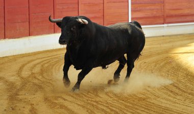 İspanyol boğa boğa güreşçisi İspanyol boğa ringinde büyük boynuzları olan