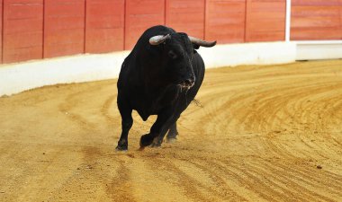 İspanyol boğa boğa güreşçisi İspanyol boğa ringinde büyük boynuzları olan