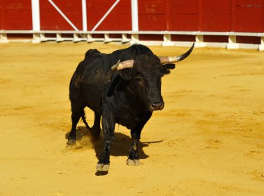 İspanyol boğa boğa güreşçisi İspanyol boğa ringinde büyük boynuzları olan