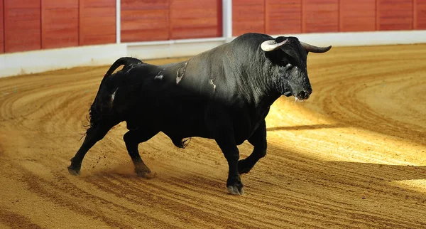 Spanish Fighting Bull Big Horns Spanish Bullring — Stock Photo, Image