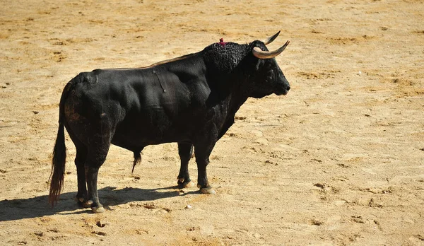 Taureau Combat Espagnol Avec Grandes Cornes Sur Arène Espagnole — Photo