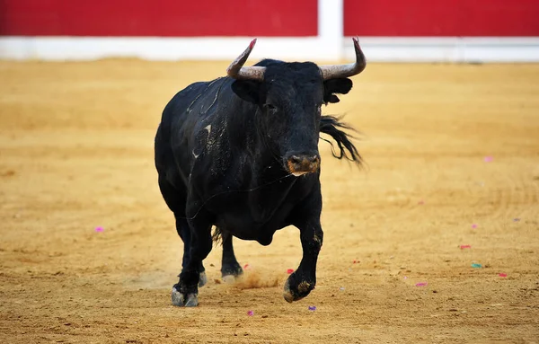 Touro Luta Espanhol Com Chifres Grandes Praça Touros Espanhola — Fotografia de Stock