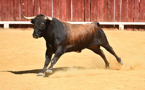 Combattere Toro Con Grandi Corna Bullring Spagnolo — Foto Stock