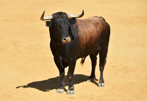 Touro Lutando Com Grandes Chifres Praça Touros Espanhola — Fotografia de Stock