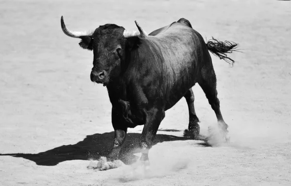 Fighting Bull Big Horns Spanish Bullring — Stock Photo, Image