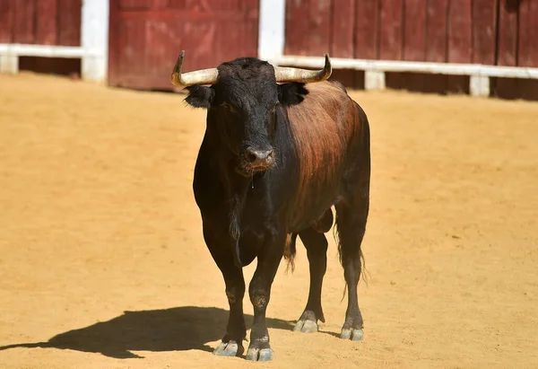 Büyük Boynuzları Olan Spanyol Boğa Güreşçisi — Stok fotoğraf