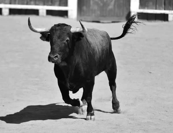 スペインの闘牛場で大きな角を持つ闘牛 — ストック写真
