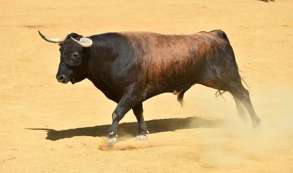 Fighting Bull Big Horns Spanish Bullring — Stock Photo, Image