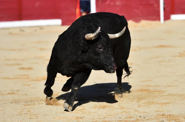 Fighting Bull Big Horns Spanish Bullring — 스톡 사진